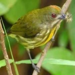 image of bird