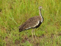 image of bustard #29