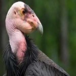 image of bird