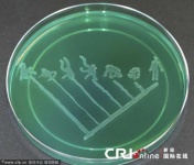 image of petri_dish