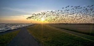 image of animal_migration