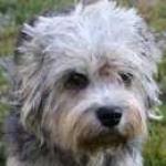 image of dandie_dinmont