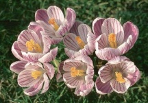 image of flower