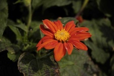 image of flower