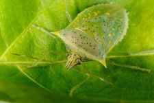 image of animal