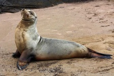 image of animal