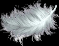 image of feather