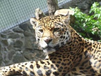 image of jaguar_car