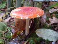 image of agaric