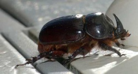 image of rhinoceros_beetle #13