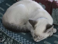 image of siamese_cat #21