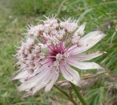 image of flower