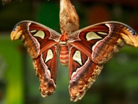 image of moth #34