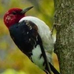 image of red_headed_woodpecker #29