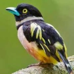 image of bird