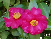 image of flower