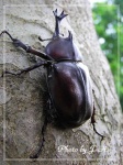 image of rhinoceros_beetle #30