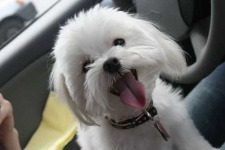 image of maltese_dog