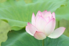 image of flower