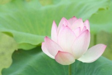 image of lotus #20