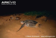 image of leatherback_turtle