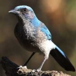 image of bird