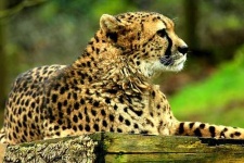 image of cheetah