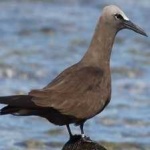 image of bird
