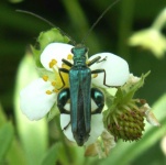 image of tiger_beetle #15