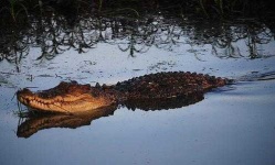 image of crocodile