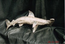 image of hammerhead