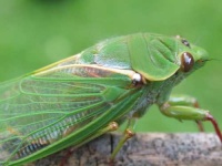 image of cicada