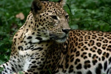 image of animal