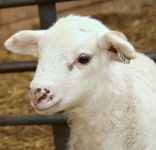 image of ram