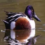 image of northern_shoveler #11