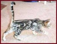 image of animal