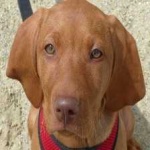 image of vizsla #1