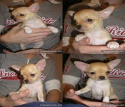 image of chihuahua