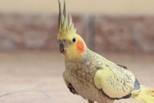 image of cockatiel