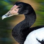 image of bird