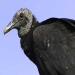 image of bird