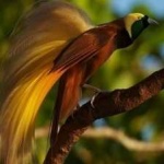image of bird