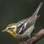 image of bird