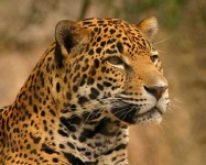 image of jaguar_car
