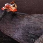 image of bird