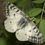 image of animal