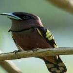 image of banded_broadbill #34