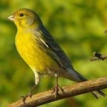 image of bird