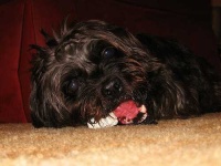 image of affenpinscher