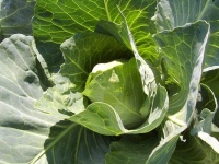 image of head_cabbage